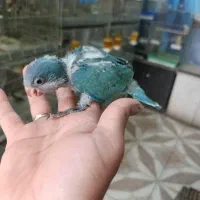 جوجه راهب و گرینچک