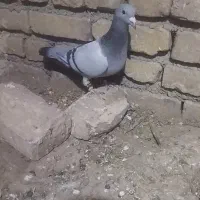 سبز کرمونی قلدر