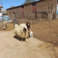 قوچ سنجابی و لری