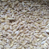 فروش گندم رقم بگ گراس|عمده‌فروشی|زرندیه, |دیوار