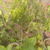 گل زینتی دونه ۱۲۰هزارحراج|گل و گیاه طبیعی|خمینی‌شهر, |دیوار