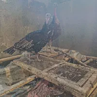 بوقلمون
