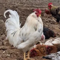 گلین مرغ و خروس|حیوانات مزرعه|ماهدشت, |دیوار