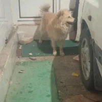 سگ پامرین|سگ|ابهر, |دیوار