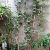 گیاه پرنده بهشتی گل خاص|گل و گیاه طبیعی|رشت, کوی امام رضا|دیوار