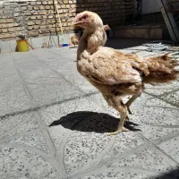 لاری