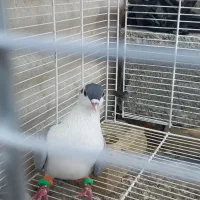 کفتر یا کبوتر