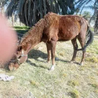 اسب|اسب و تجهیزات اسب‌سواری|سراوان, |دیوار