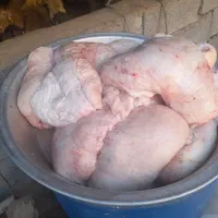 کله پاچه دومبه دلوجیگر فروشی|خوردنی و آشامیدنی|مسجد سلیمان, |دیوار