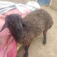 گوسفند بره میش بزغاله