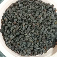 فروش کشمش افتابی|خوردنی و آشامیدنی|مراغه, |دیوار