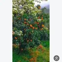 فروش-زمین-باغ-پرتقال-1370-متر-مربع
