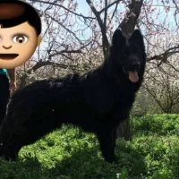 توله های موبلند کینگ سایز مشکی و دورنگ ژرمن شولاین