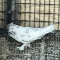 دوتا کفتر|حیوانات|یزد, |دیوار