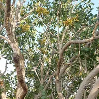 زمین پسته زار ۲۰۰۰ مترمربع ، بفروئیه میبد|فروش دفتر صنعتی، کشاورزی، تجاری|یزد, |دیوار