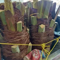 قطع نخل در باغ