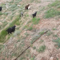 فروش ۳عدد بز محلی با ۳بزغاله