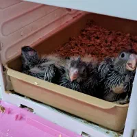 یک جفت عروس هلندی نر و ماده|پرنده|قم, زاویه|دیوار