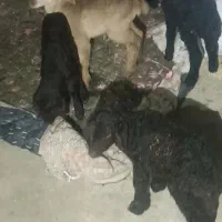 تعدادی نر ماده  قیمت دونه ای پنج هشصد|حیوانات مزرعه|اردبیل, |دیوار