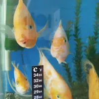ماهی پرت 3عدد سانتا 2عدد کینگ|ماهی|فردیس, شهرک ناز|دیوار