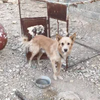 سگ نر زیبا و بازیگوش با دو میلیون|سگ|لار, |دیوار