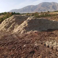کاه