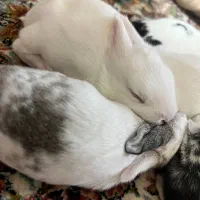 خرگوش دوهفته بدنیا اومده