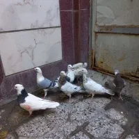 کبوترپلاکی سارسرور.پشت دار.طوقی.شامی|پرنده|خاوران, |دیوار