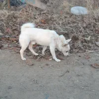 یک عدد پاکوتاه نر دوساله نژاد فیندو سرابی دم فر|سگ|اهر, |دیوار