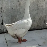 دو عدد قو غاز نر لیندا اصیل|حیوانات مزرعه|آمل, |دیوار