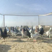 کفتر جنگده حریف کش 30عدد|پرنده|قزوین, |دیوار