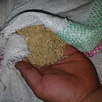 شالی بزری ۶۰کیلو