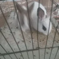 دوعددخرگوش جوان