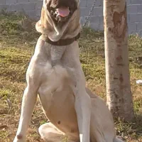 توله سراب ماده