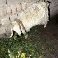 دو عدد بزغاله ماده|حیوانات مزرعه|ایرانشهر, |دیوار