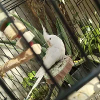 پرنده ،طوطی عروس،هلندی ، آلبینو و لوتینو ،جفت