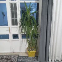 گل سرحال وسالم