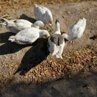 غاز.اردک.بوقلمون|حیوانات مزرعه|نجفآباد, گلدشت|دیوار