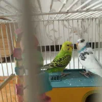 یک جفت مرغ عشق نر و ماده|پرنده|شاهین‌شهر, عطار|دیوار