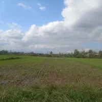 فروش (۵۱۰۰ )مترخونه محوطه و شالیزار|فروش زمین و ملک کلنگی|شفت, |دیوار
