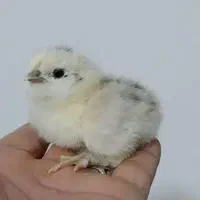 جوجه گلین پنج روزه
