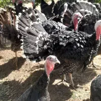 بوقلمون محلی