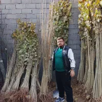 انواع صنوبر یک متر تا  هفت متر