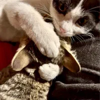 واگذاری بچه گربه