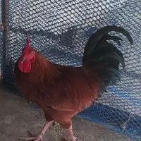 خروس