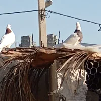 پرنده|پرنده|جم, |دیوار