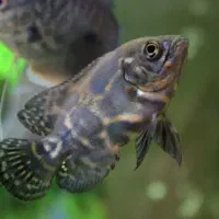 پمب  هوای سالونی آکواریوم|ماهی|قائم‌شهر, |دیوار