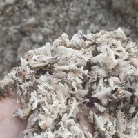 فروش تفاله چغندر .کنگاور.صحنه. تویسرکان .اسدآباد