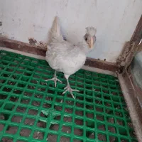 گلین طوسی