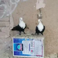 جفت سرسفیدعروسک هفت وهشت میزون قیمت4500مقطوع